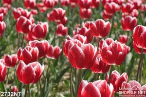 Tranh cánh đồng hoa tulip đỏ tươi