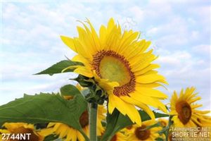 Tranh bông hướng dương vàng óng ánh 3d