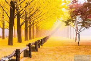 Tranh khu rừng lá vàng