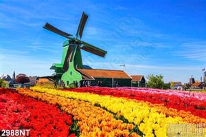 Tranh cối xay gió trên đồng hoa tulip