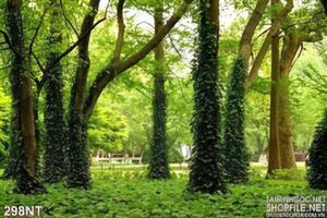 Tranh phong cảnh công viên xanh