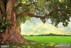 Tranh cây cổ thụ và cánh đồng
