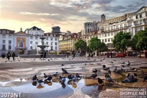 Tranh đàn bồ câu đậu trên lòng đường