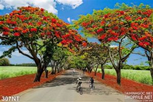 Tranh hàng cây phượng mùa hè