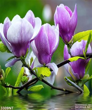 Tranh những bông hoa tím trên cành