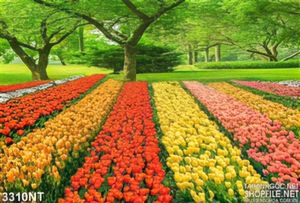 Tranh cánh đồng hoa tulip trong rừng cây