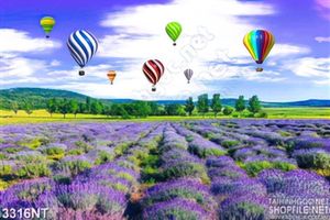 Tranh kinh phí cầu trên đồng hoa tím