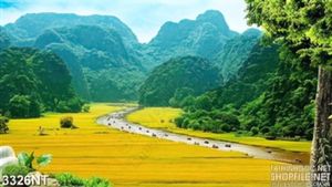 Tranh cánh đồng lúa vàng dưới chân núi