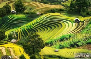 Tranh cánh đồng ruộng bậc thang