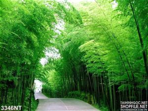 Tranh con đường vắng trong vườn tre xanh