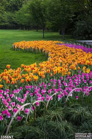 Tranh cánh đồng hoa tulip bên thảm cỏ non