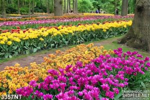 Tranh khu vườn hoa tulips muôn sắc màu