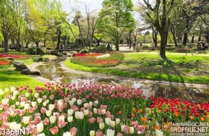 Tranh khu vườn hoa tulip bên dòng suối nhỏ