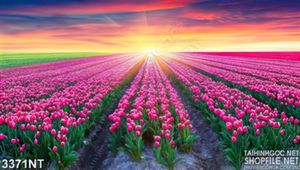 Tranh cánh đồng tulip hồng dưới ánh hoàng hôn