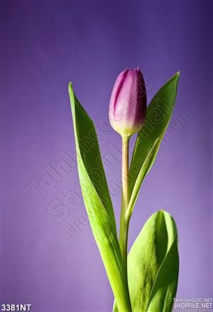 Tranh nụ hoa tulip trong màn đêm