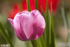 Tranh bông hoa tulip cánh hồng phai