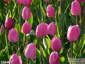 Tranh những bông hoa tulip trong vườn hoa