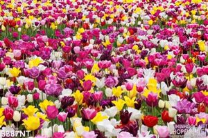 Tranh rừng hoa tulip khoe sắc thắm in uv