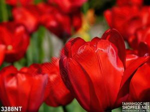 Tranh những bông hoa tulip đỏ trong vườn