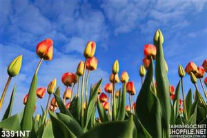 Tranh dưới những tán lá hoa tulip vươn cao