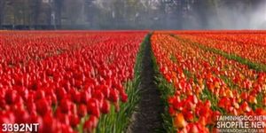 Tranh cánh đồng hoa tulip đỏ mờ sương