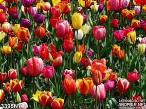 Tranh đồi hoa tulip treo tường