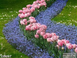 Tranh hoa tulip xen nền cỏ tím