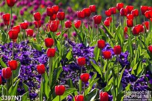 Tranh hoa tulip xen những bông hoa tím