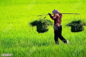 Tranh cô gái gánh cỏ trên đồng