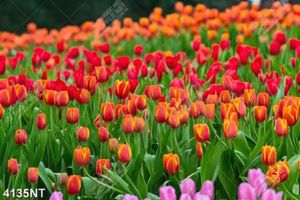 Tranh cánh đồng hoa tulip nghệ thuật