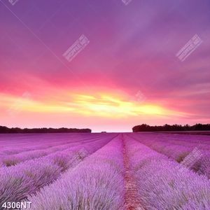 Tranh phong cảnh hoa lavender