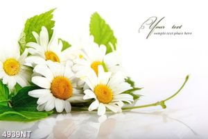 Tranh nghệ thuật trang trí tường