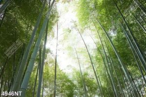 Tranh treo tường trang trí nghệ thuật