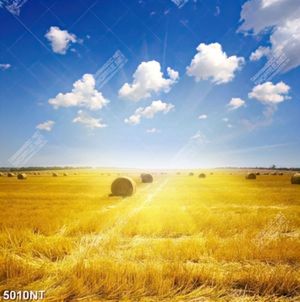 Tranh cỏ vàng và trời xanh