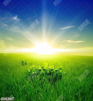 Tranh nghệ thuật cánh đồng cỏ đẹp