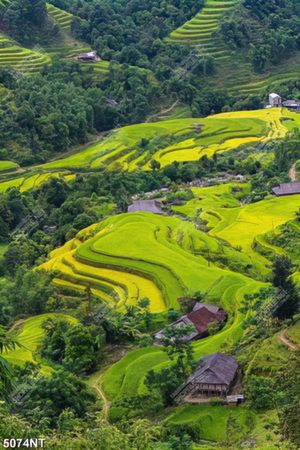 Tranh ruộng bậc thang