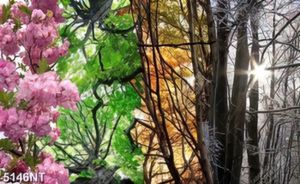 Tranh khu rừng qua bốn mùa