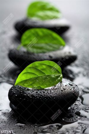 Tranh lá xanh trên đá 
