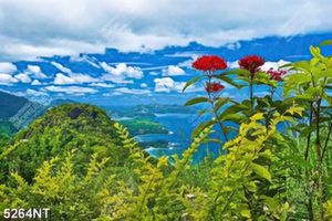 Tranh thiên nhiên đẹp 5264NT