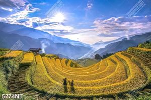 Tranh ruộng lúa vàng bậc thang file psd