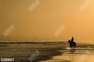 Tranh cưỡi ngựa đi trên bãi biển
