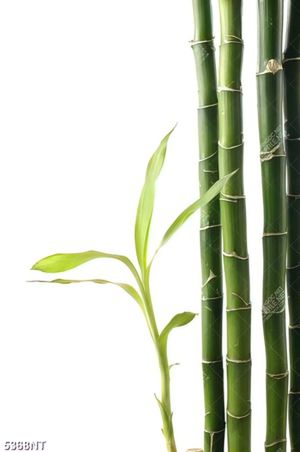 Tranh cây trúc xanh