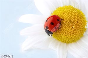 Tranh chú bọ cánh cam trên bông hoa cúc