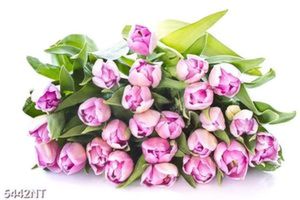 Tranh hoa tulip đẹp