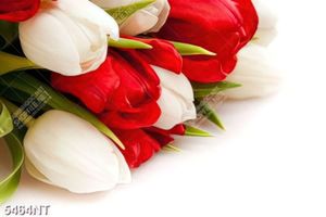 Tranh hoa tulip