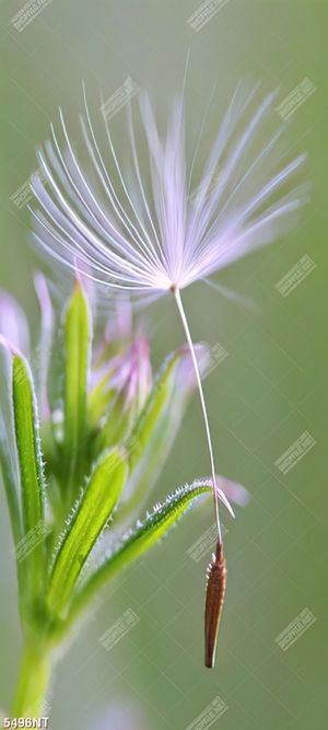 Tranh file psd hoa bồ công anh
