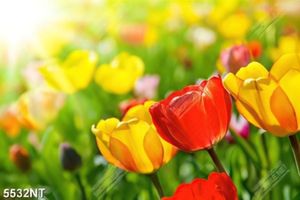 Tranh hoa tulip nở đẹp