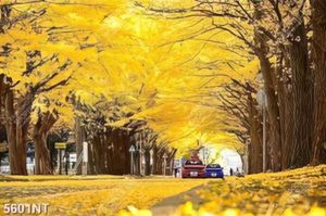 Tranh hai hàng cây lá vàng in file gốc