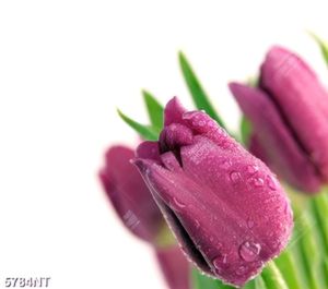 Tranh bông hoa tulip tím
