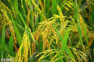 Tranh làm việc vượt không gian